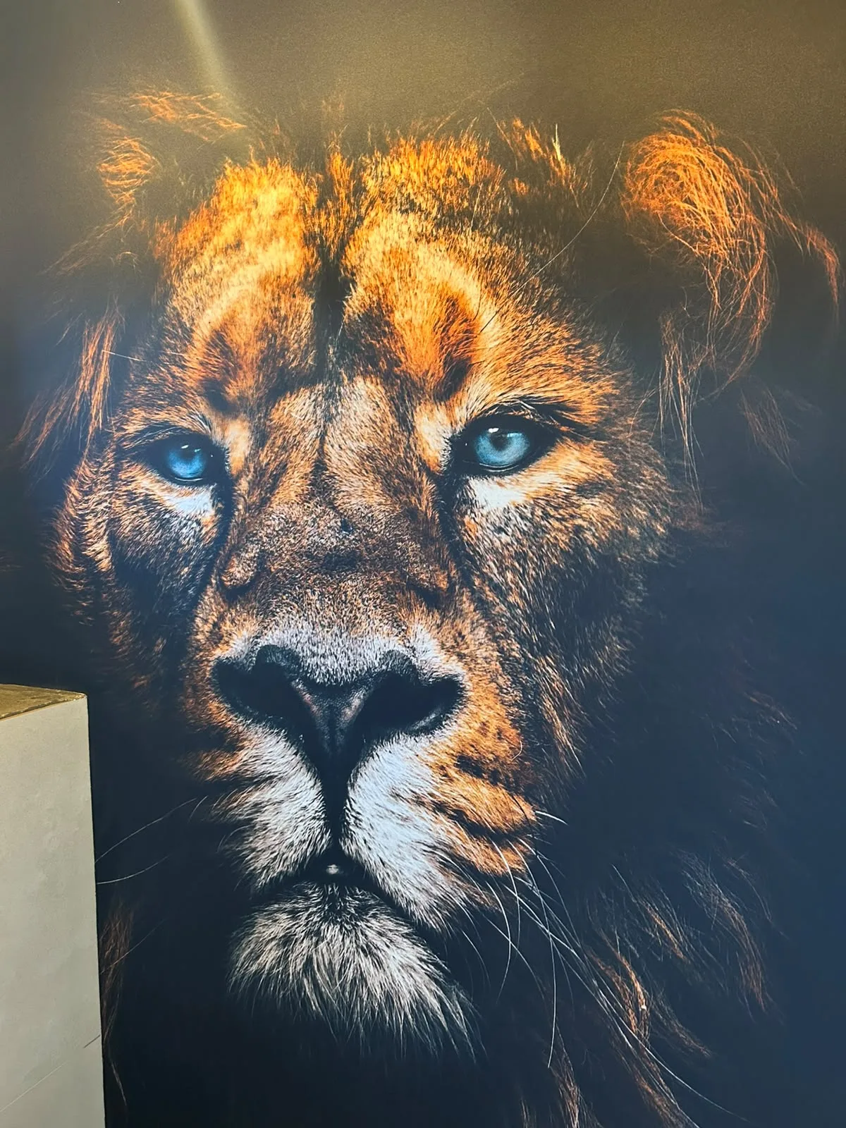 Fotobehang met leeuw, volledig wand tot wand aangebracht